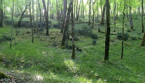 foret.jpg